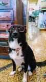 Tulsa Optical Shop for Dogs
