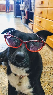 Tulsa Optical Shop for Dogs
